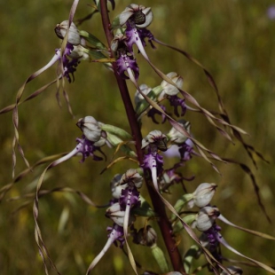 Himantoglossum caprinum